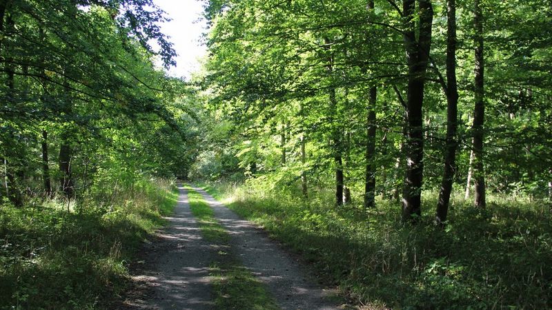Waldwanderweg in Eringerfeld