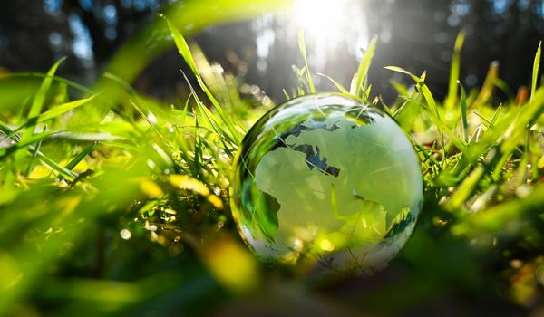 Grüne Pflanzen (Foto: AdobeStock)