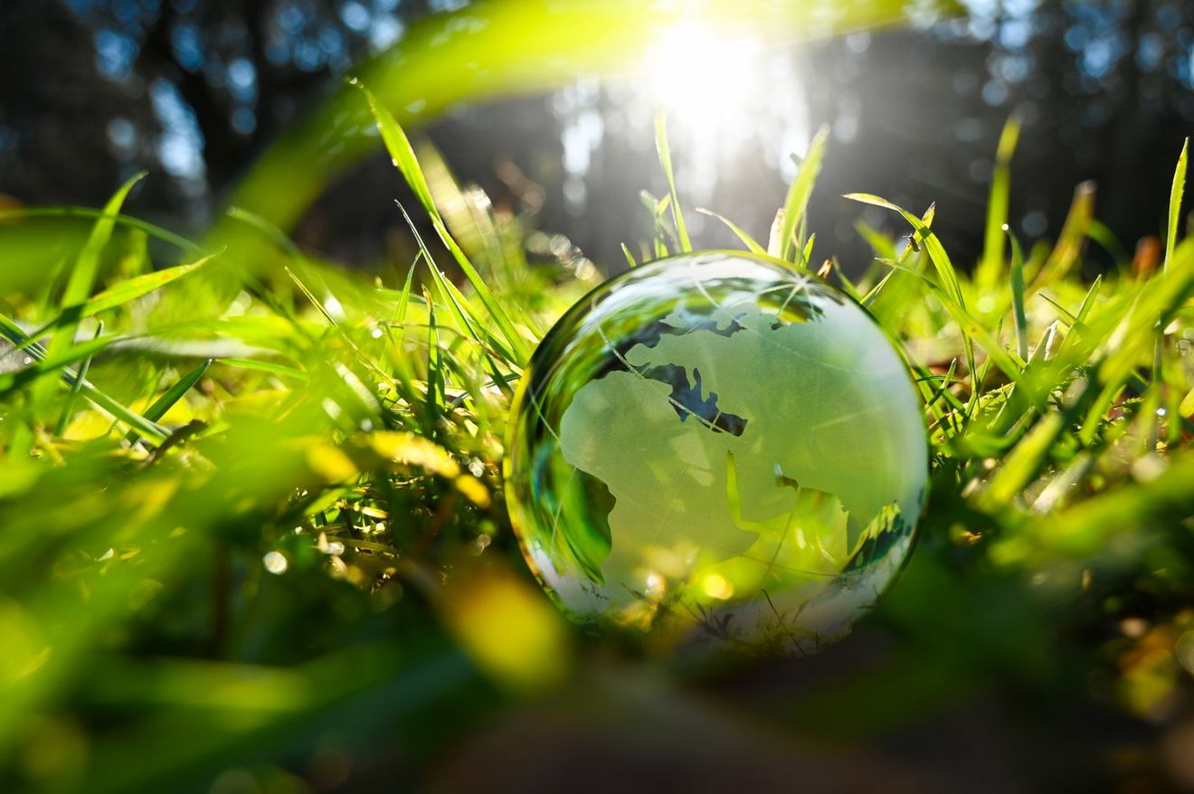 Grüne Pflanzen (Foto: AdobeStock)