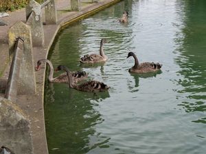 Junge Schwäne auf dem Geseker Teich
