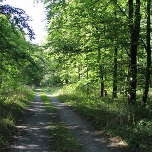 
                                Waldwanderweg in Eringerfeld
                            