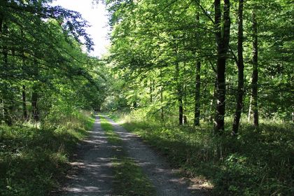 Waldwanderweg in Eringerfeld