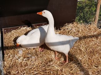 Vieh- und Krammarkt Gösselkirmes 2022