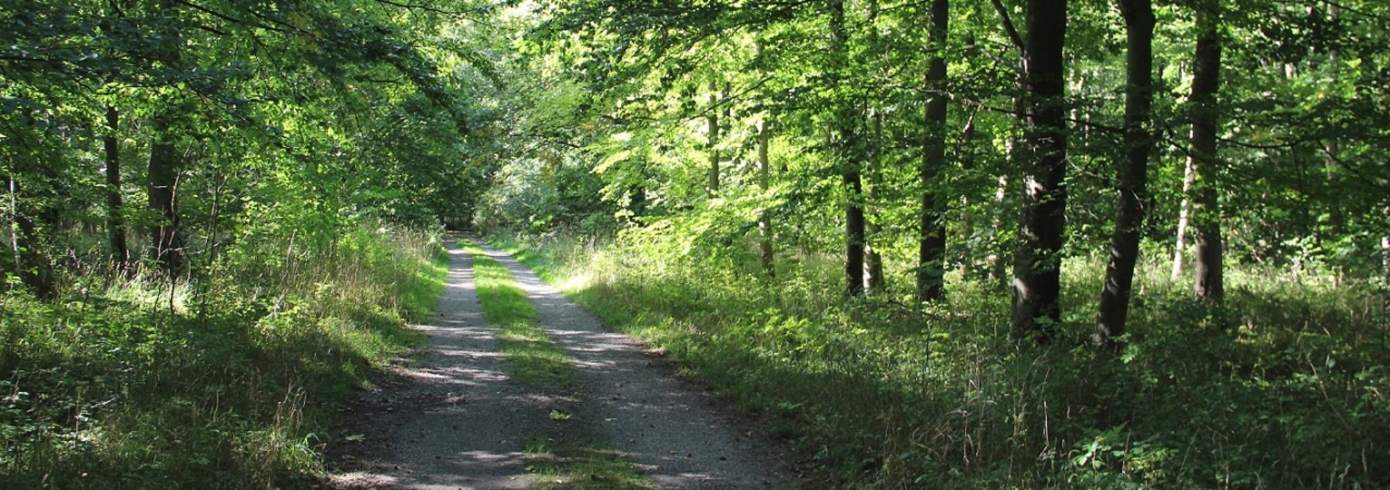 Waldwanderweg in Eringerfeld