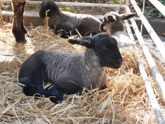 Vieh- und Krammarkt Gösselkirmes 2022