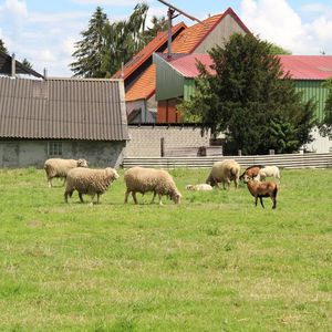
                                Schafe auf einer Weide
                            