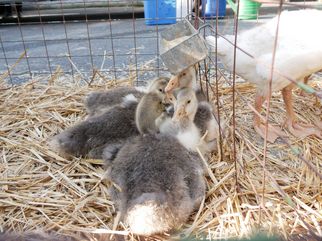 Vieh- und Krammarkt Gösselkirmes 2022