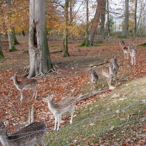 
                                Rehe in einem Wildgehege
                            